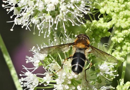 Réf. 237 177 : Leucozona glaucia
